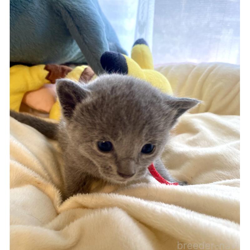 販売中の東京都のロシアンブルー-133326の13枚目