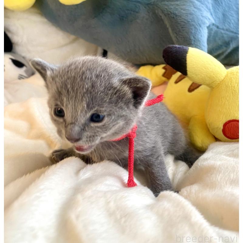 販売中の東京都のロシアンブルー-133326の12枚目