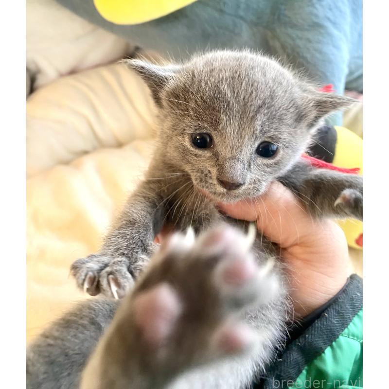 販売中の東京都のロシアンブルー-133326の11枚目