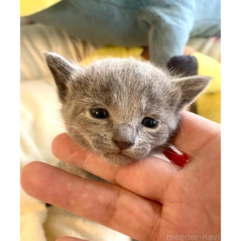 販売中の東京都のロシアンブルー-133326の10枚目