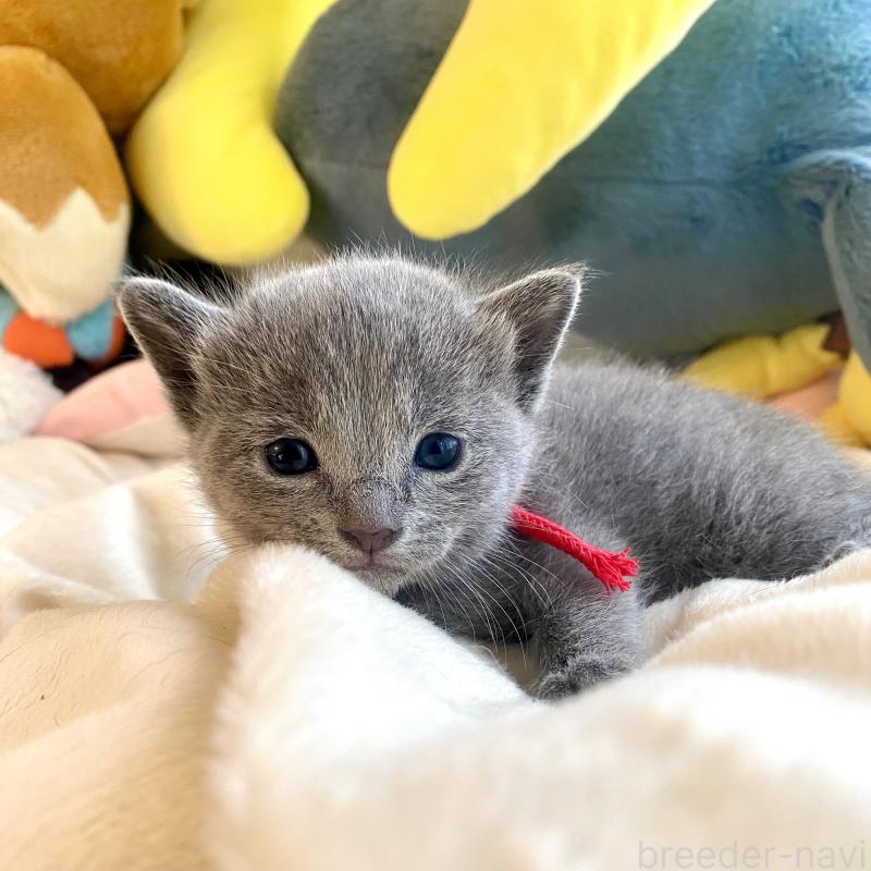 販売中の東京都のロシアンブルー-133326の9枚目