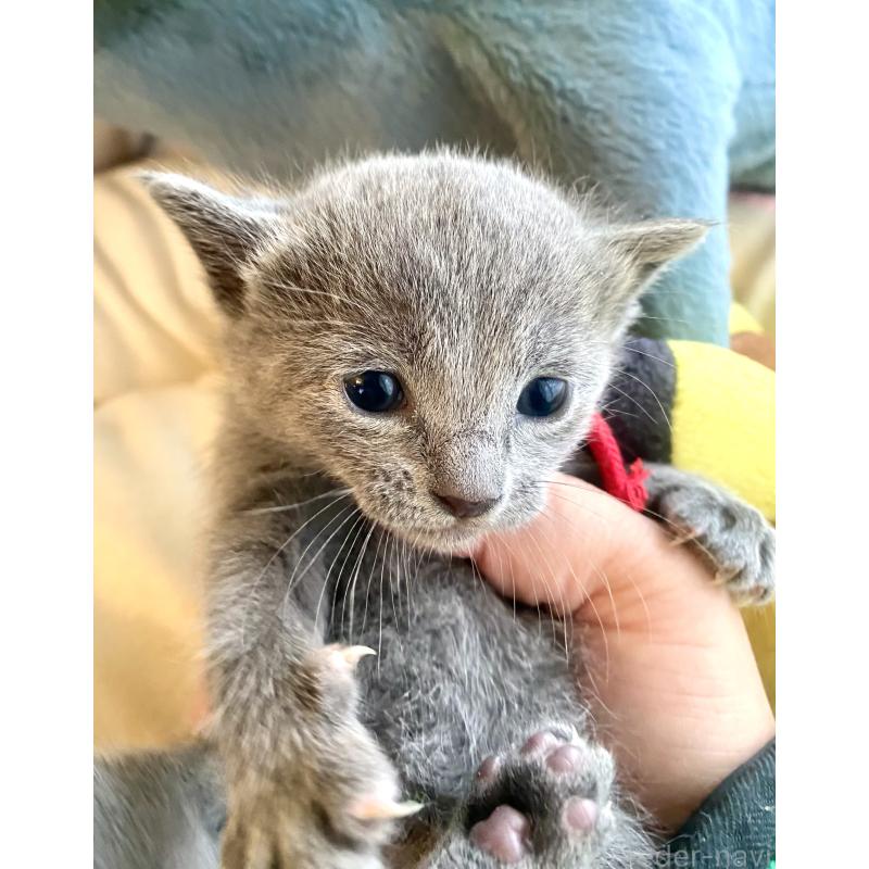 販売中の東京都のロシアンブルー-133326の8枚目