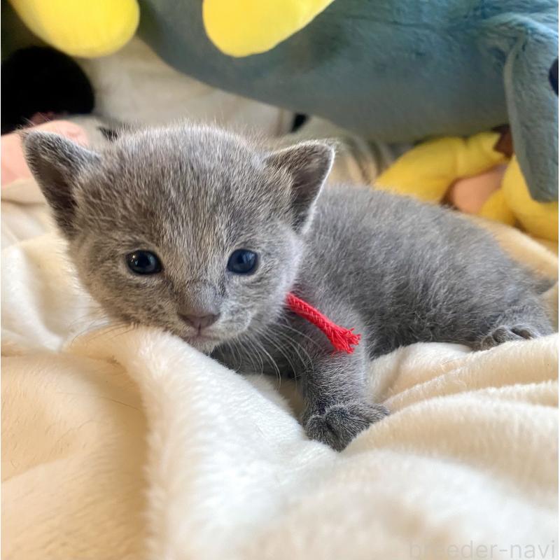 販売中の東京都のロシアンブルー-133326の7枚目