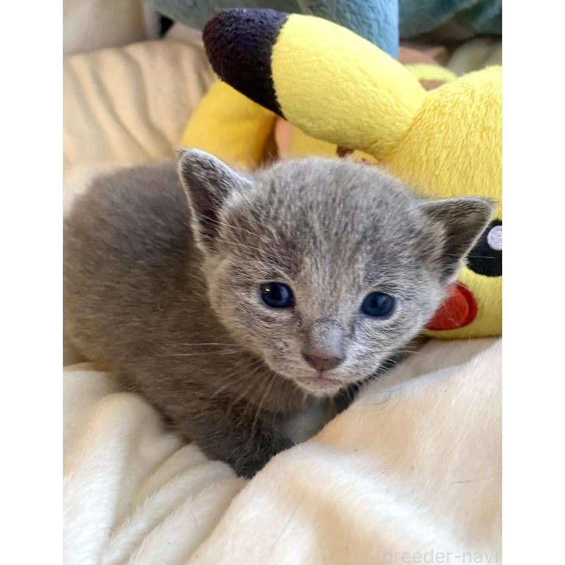 販売中の東京都のロシアンブルー-133326の6枚目