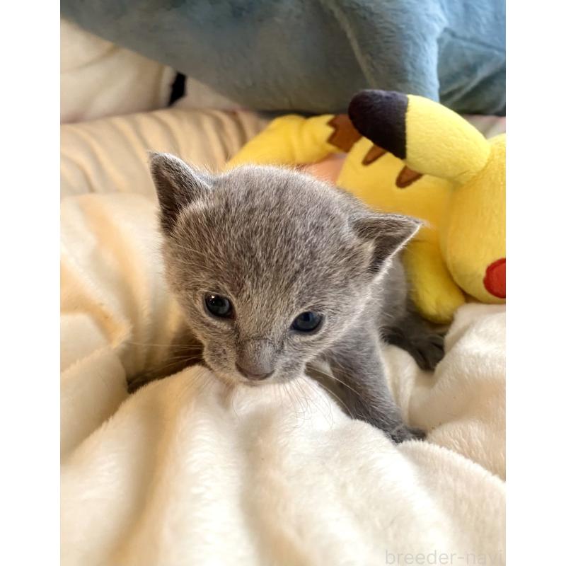 販売中の東京都のロシアンブルー-133326の5枚目