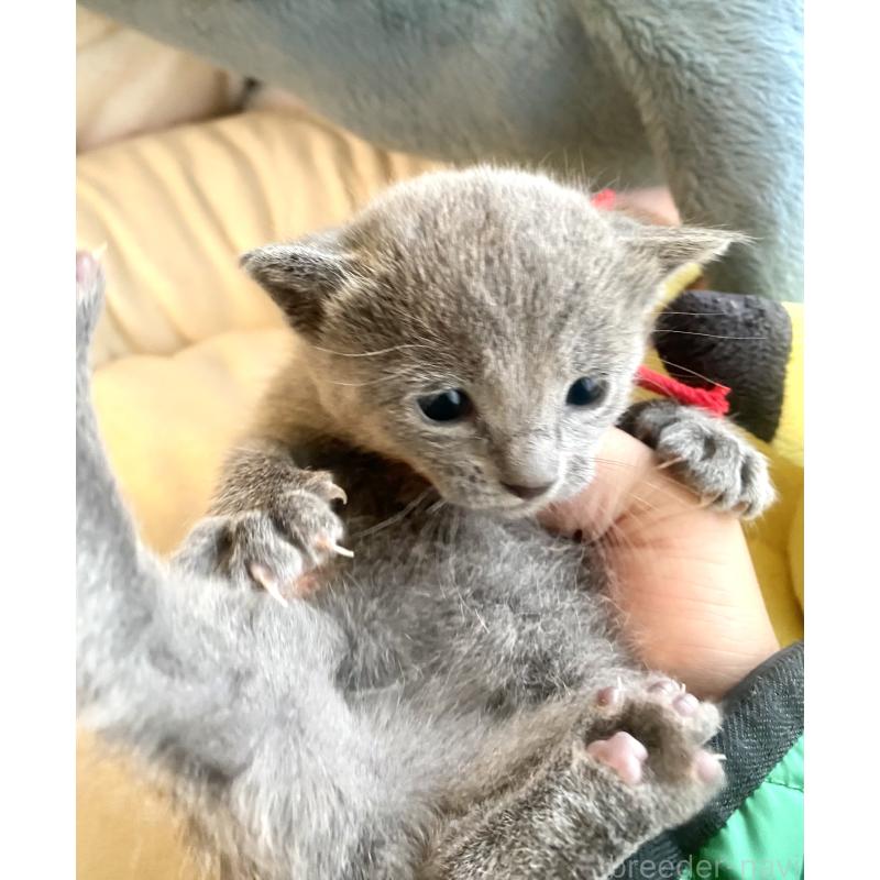 販売中の東京都のロシアンブルー-133326の4枚目