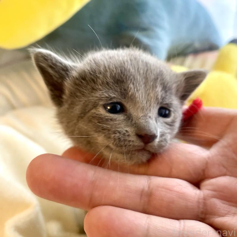 販売中の東京都のロシアンブルー-133326の3枚目