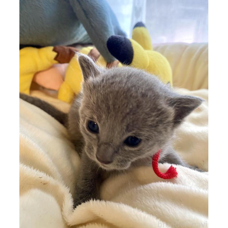 販売中の東京都のロシアンブルー-133326の2枚目