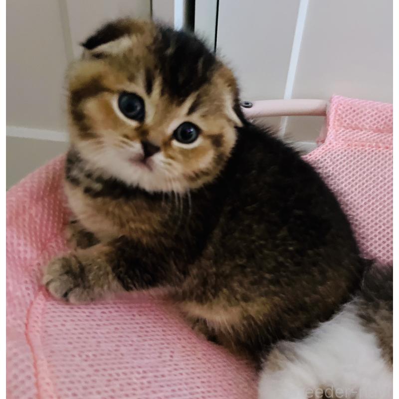 販売中の福岡県のスコティッシュフォールド(折れ耳)-133207の14枚目