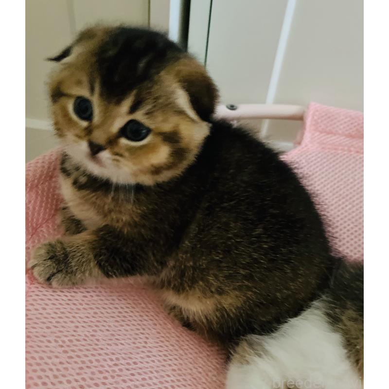 販売中の福岡県のスコティッシュフォールド(折れ耳)-133207の13枚目