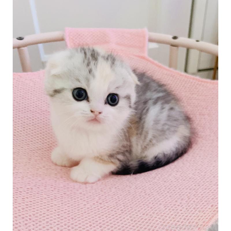 成約済の福岡県のスコティッシュフォールド(折れ耳)-133206の11枚目