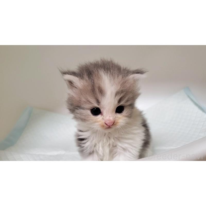 販売中の大阪府のミヌエット-133328の8枚目