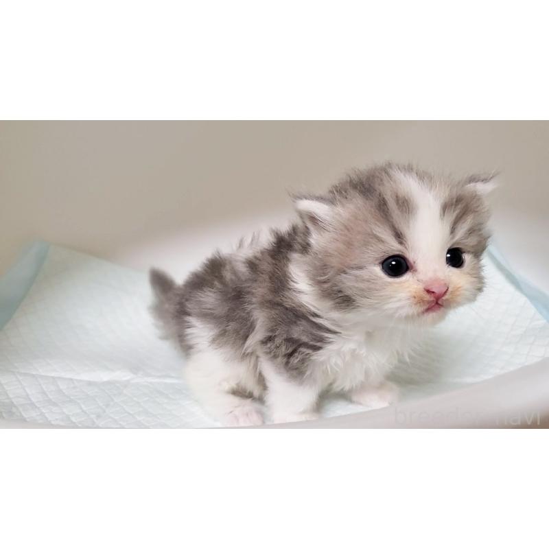 販売中の大阪府のミヌエット-133328の7枚目