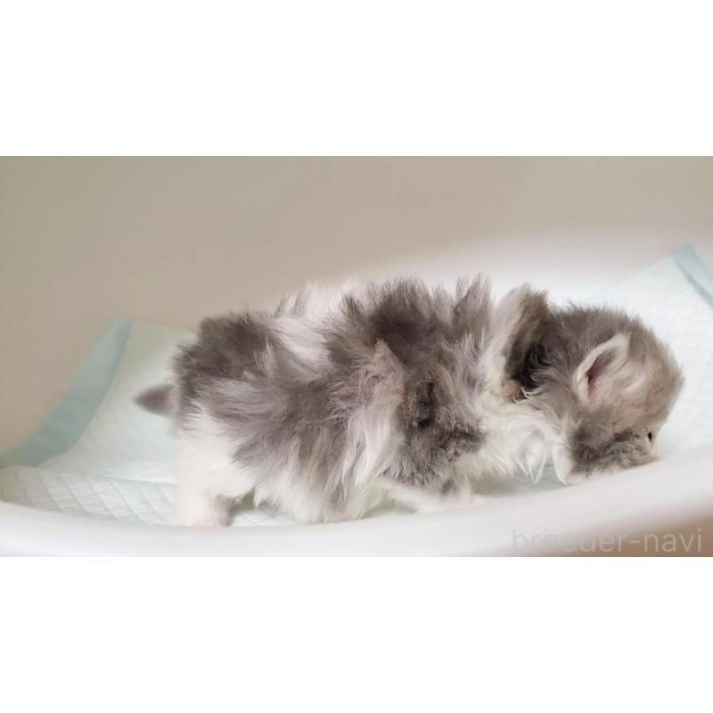 販売中の大阪府のミヌエット-133328の6枚目