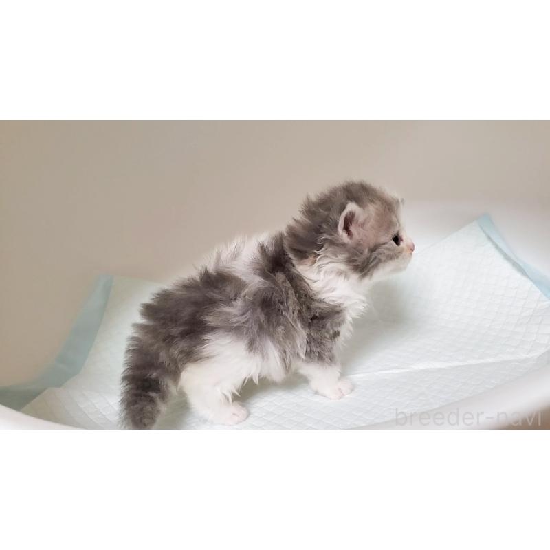 販売中の大阪府のミヌエット-133328の5枚目