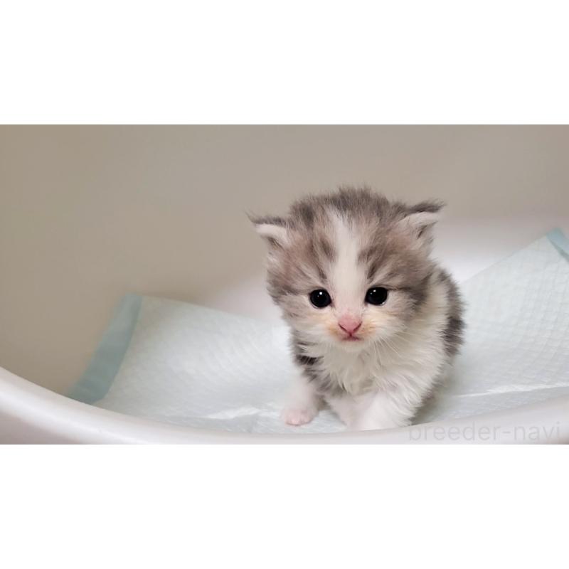 販売中の大阪府のミヌエット-133328の4枚目