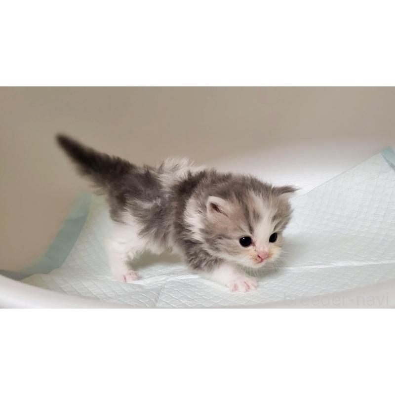 販売中の大阪府のミヌエット-133328の3枚目