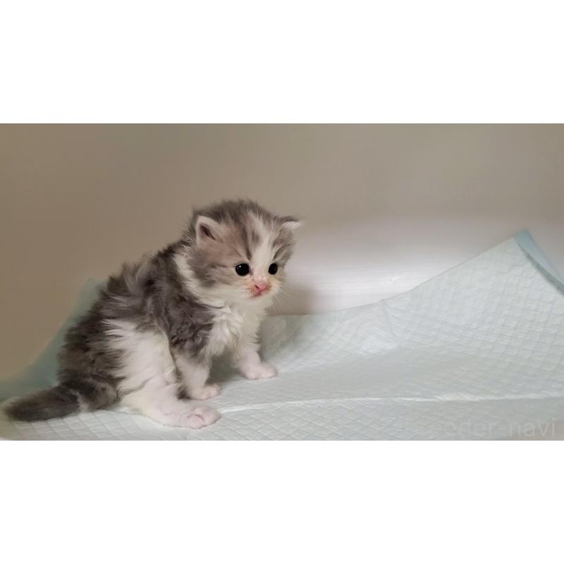 販売中の大阪府のミヌエット-133328の2枚目