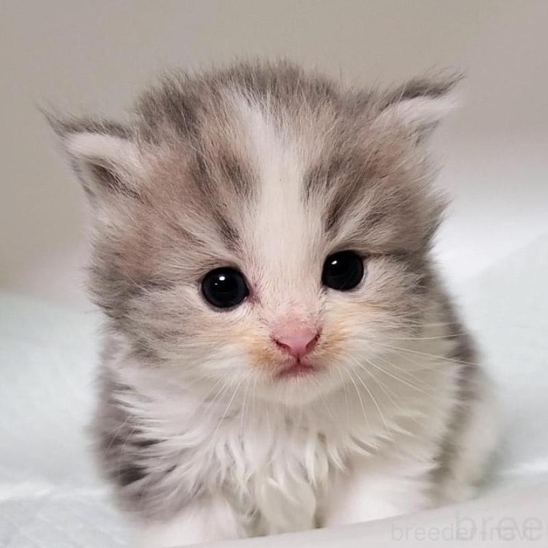 販売中の大阪府のミヌエット-133328の1枚目