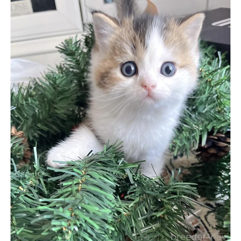 成約済の福岡県のスコティッシュフォールド-133204の55枚目