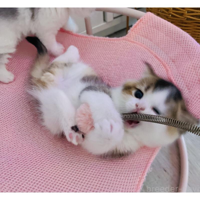 成約済の福岡県のスコティッシュフォールド-133204の54枚目