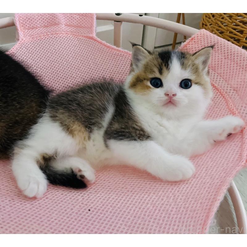 成約済の福岡県のスコティッシュフォールド-133204の53枚目