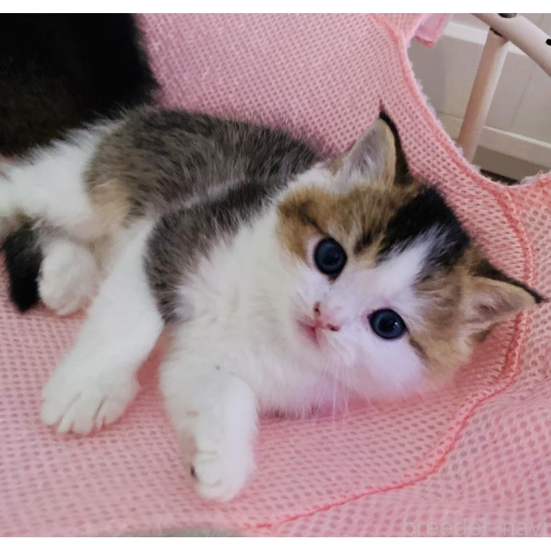 成約済の福岡県のスコティッシュフォールド-133204の52枚目