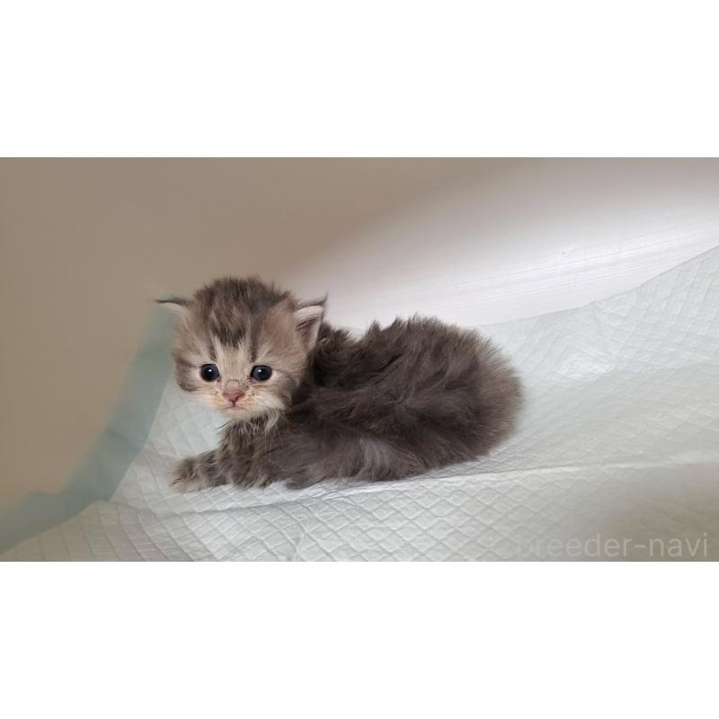 販売中の大阪府のミヌエット-133330の10枚目