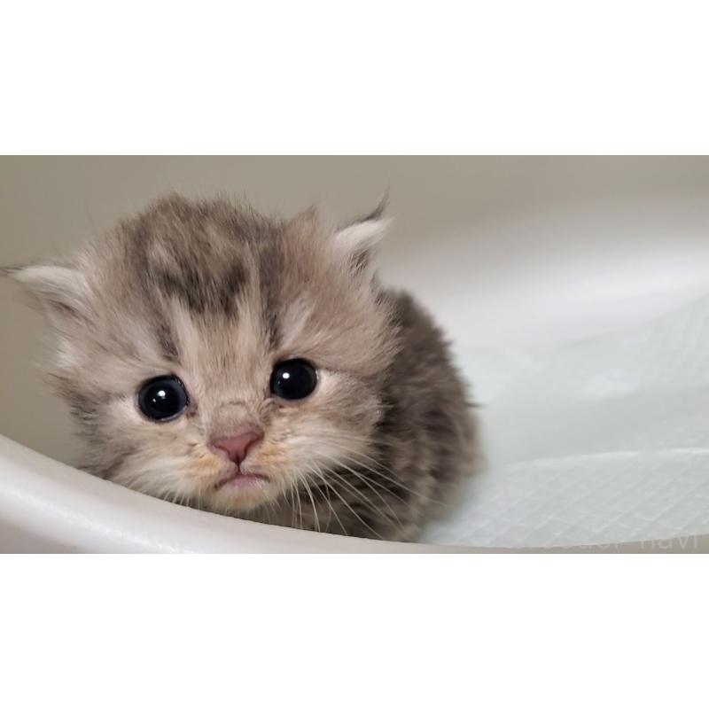 販売中の大阪府のミヌエット-133330の11枚目