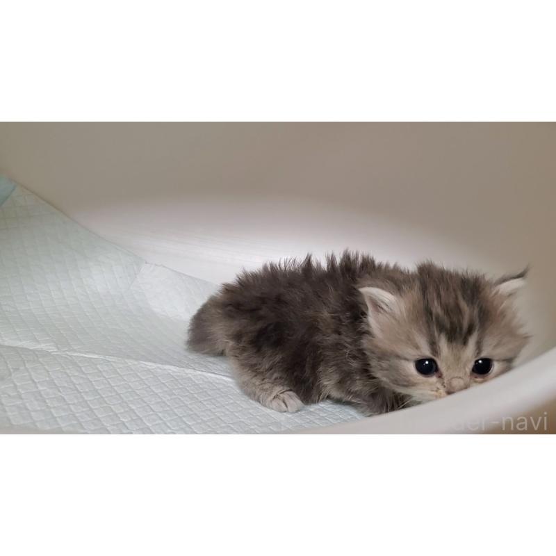 販売中の大阪府のミヌエット-133330の9枚目