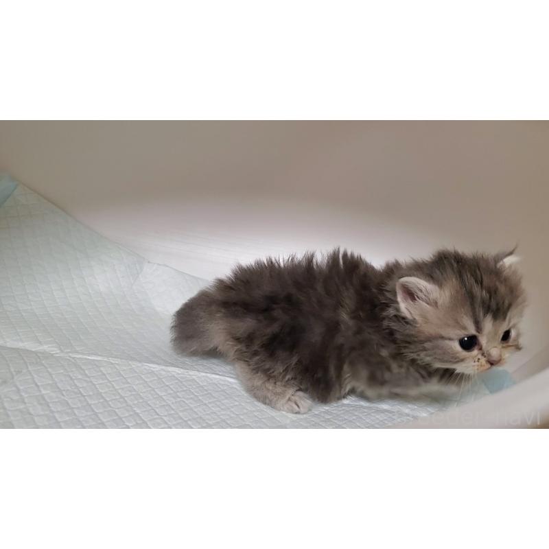 販売中の大阪府のミヌエット-133330の8枚目