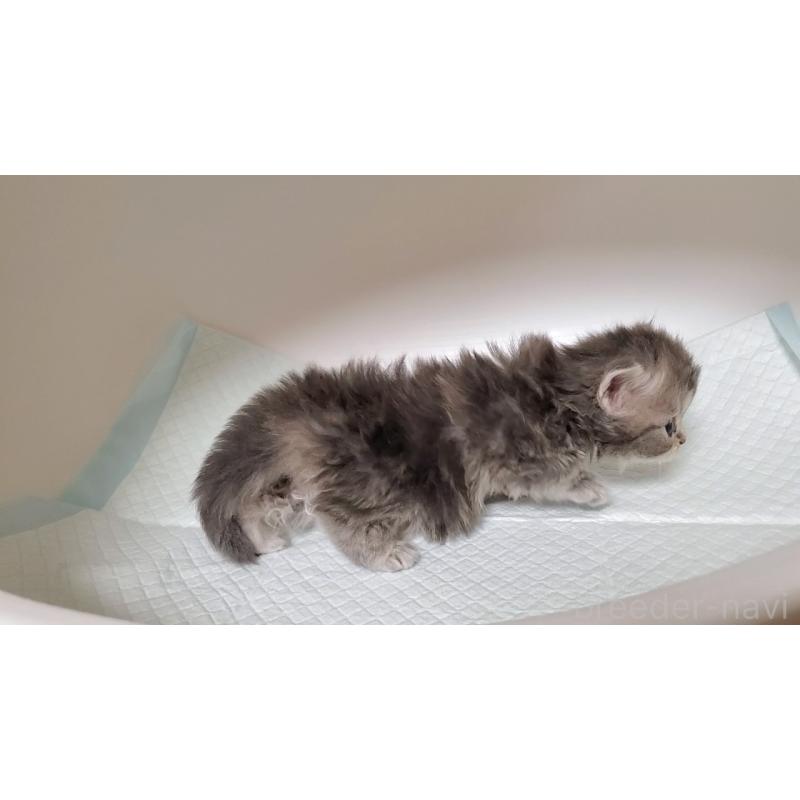 販売中の大阪府のミヌエット-133330の7枚目