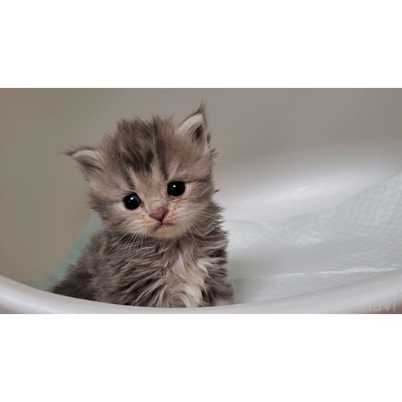 販売中の大阪府のミヌエット-133330の6枚目