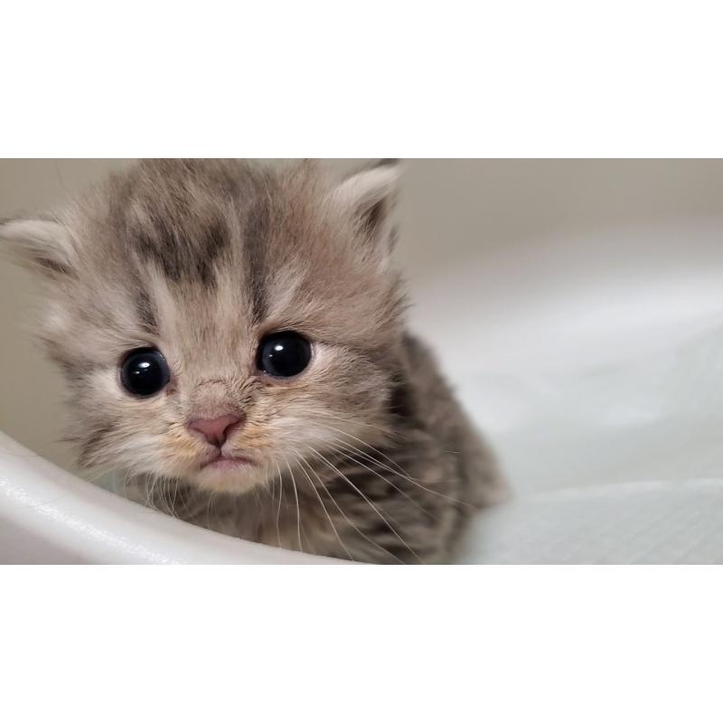 販売中の大阪府のミヌエット-133330の5枚目