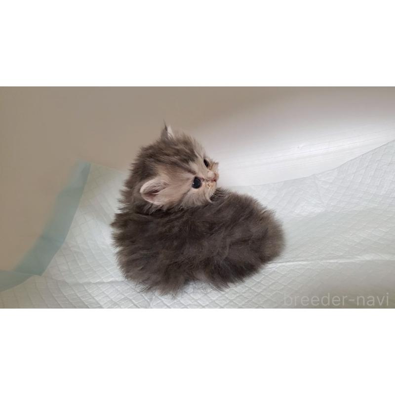 販売中の大阪府のミヌエット-133330の4枚目