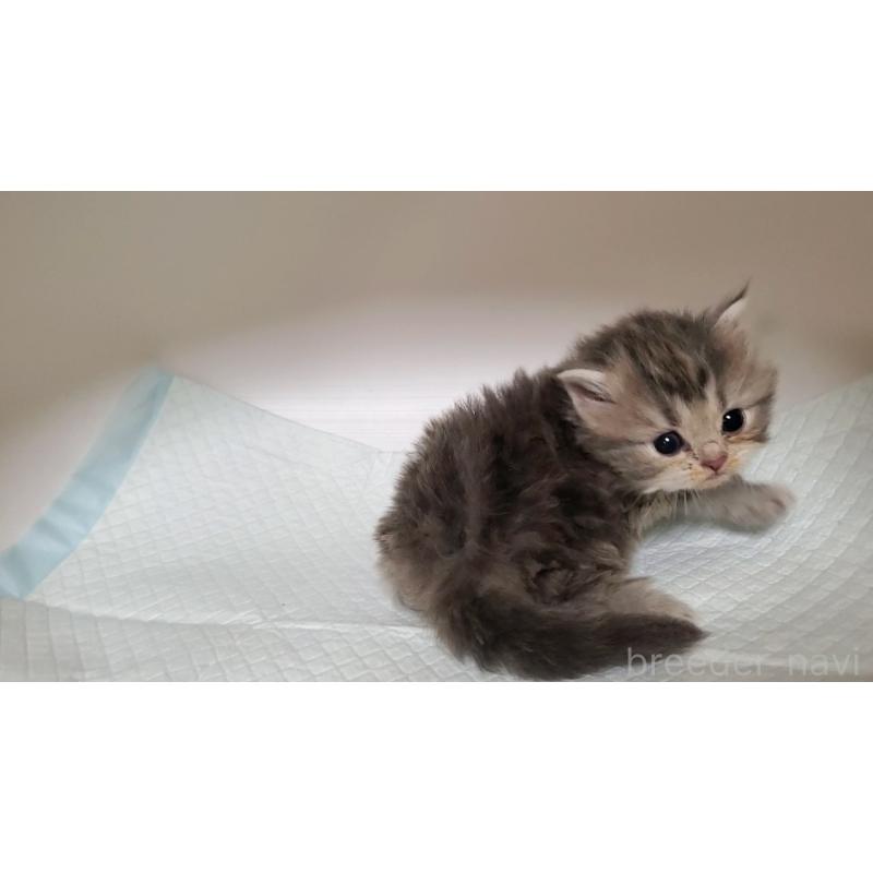 販売中の大阪府のミヌエット-133330の3枚目