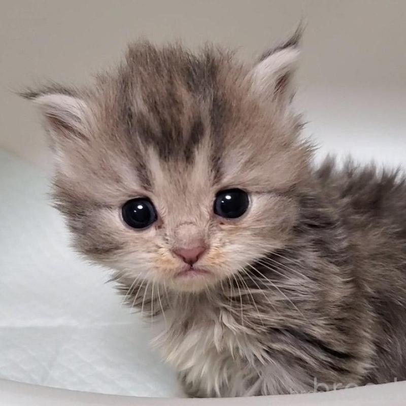 販売中の大阪府のミヌエット-133330