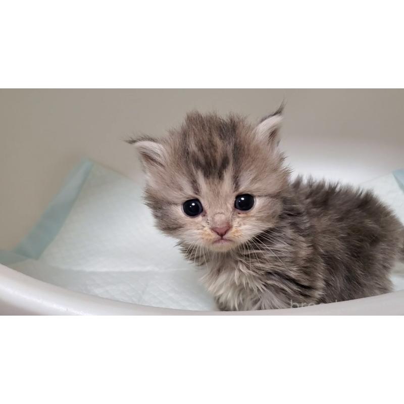 販売中の大阪府のミヌエット-133330の2枚目