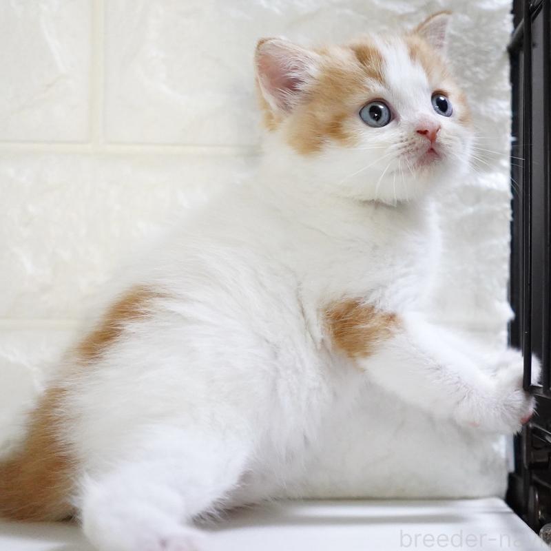 販売中の愛知県のスコティッシュフォールド-133331の15枚目