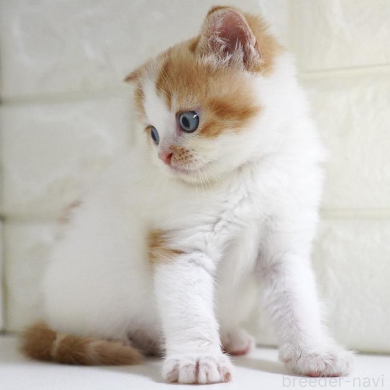 販売中の愛知県のスコティッシュフォールド-133331の14枚目