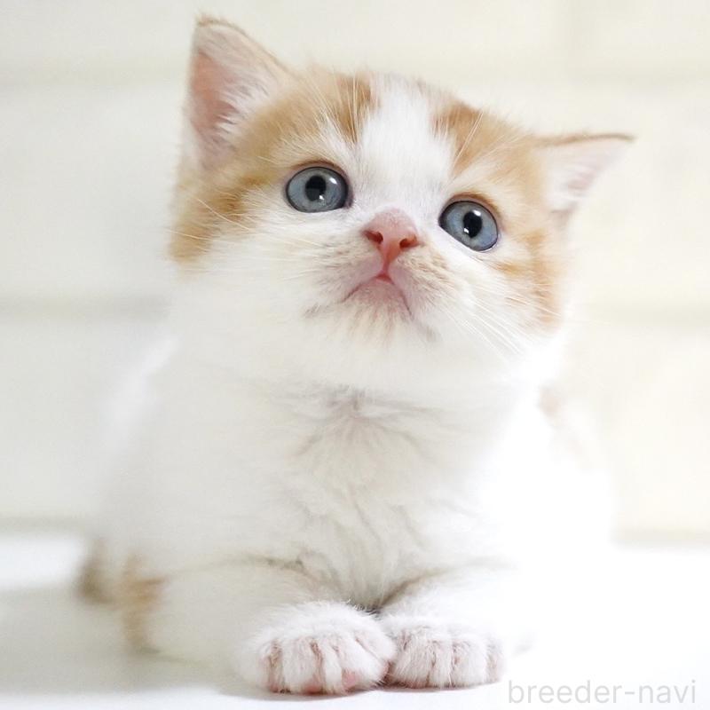 販売中の愛知県のスコティッシュフォールド-133331の13枚目