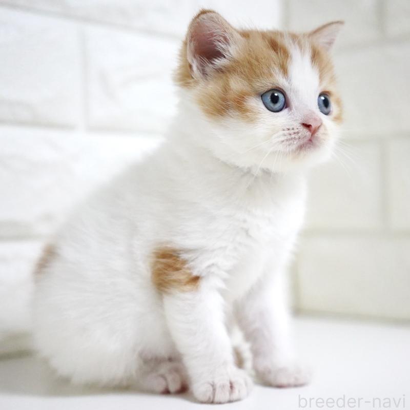 販売中の愛知県のスコティッシュフォールド-133331の12枚目