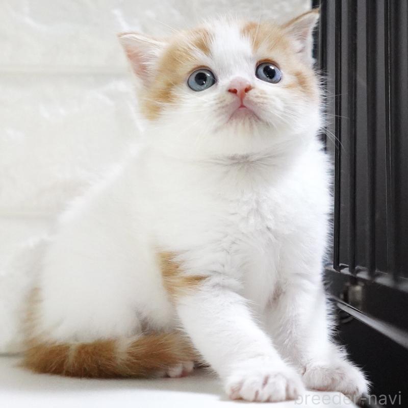 販売中の愛知県のスコティッシュフォールド-133331の11枚目