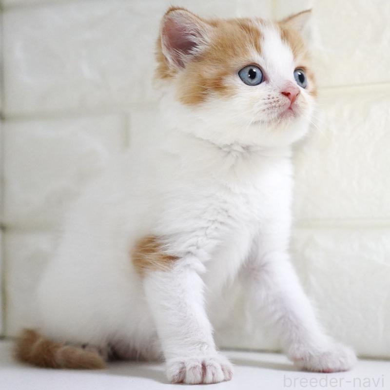 販売中の愛知県のスコティッシュフォールド-133331の10枚目