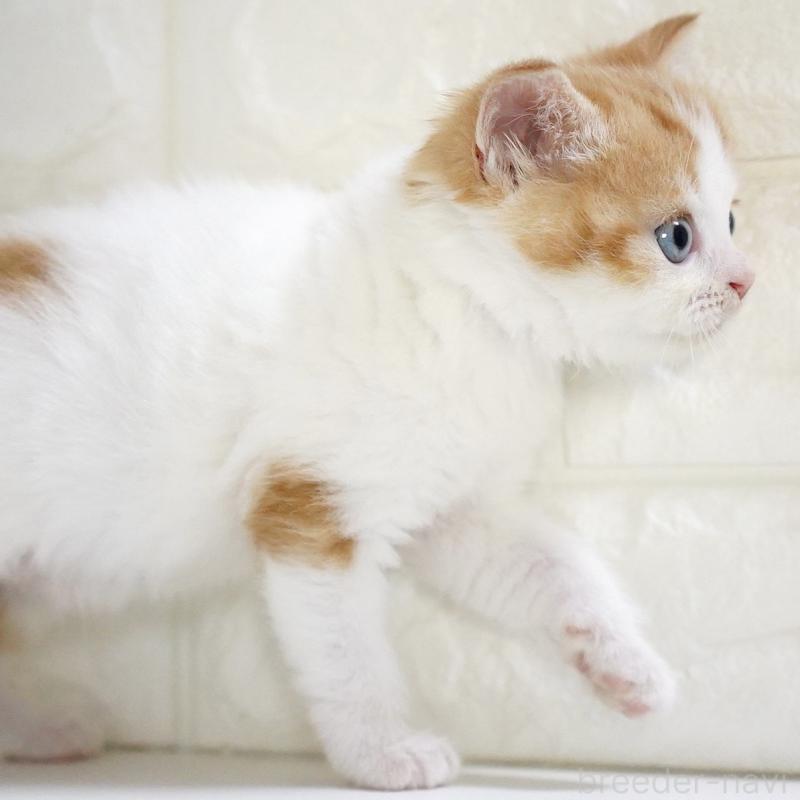 販売中の愛知県のスコティッシュフォールド-133331の9枚目