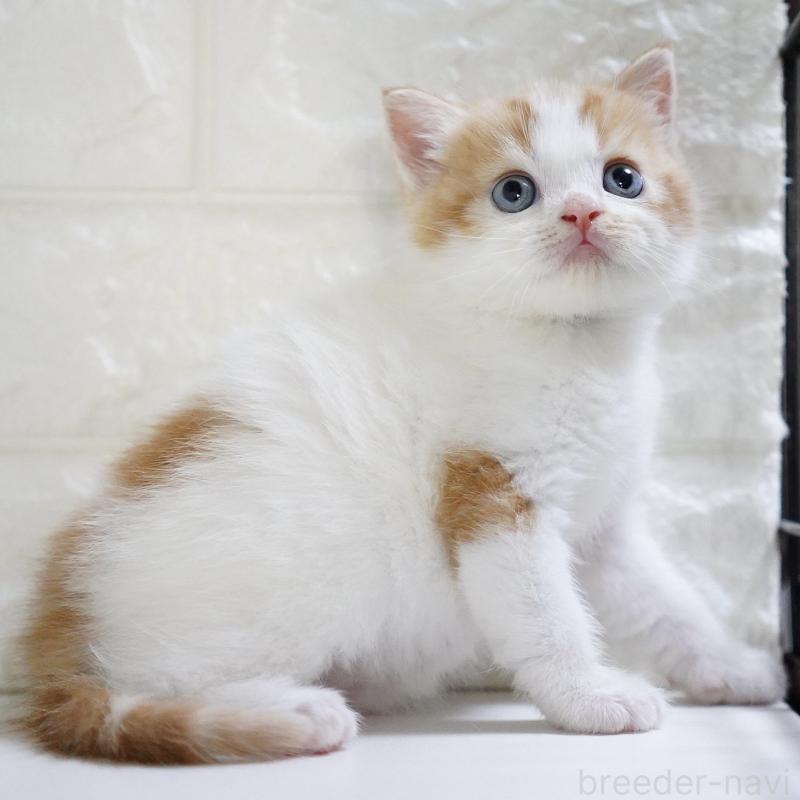 販売中の愛知県のスコティッシュフォールド-133331の8枚目