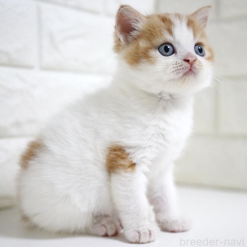 販売中の愛知県のスコティッシュフォールド-133331の7枚目