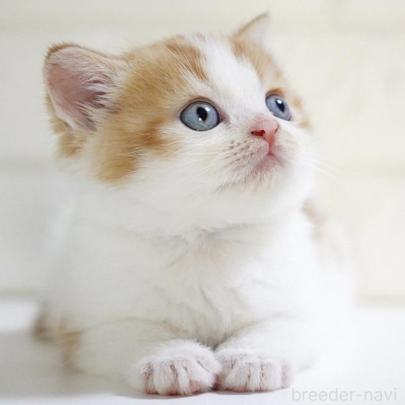 販売中の愛知県のスコティッシュフォールド-133331の6枚目