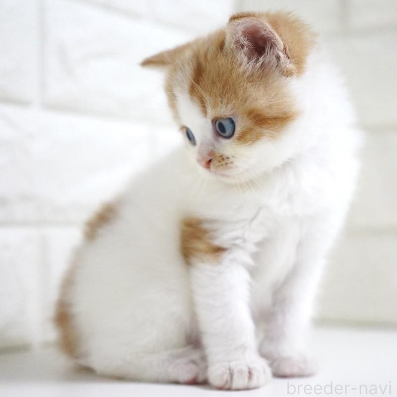 販売中の愛知県のスコティッシュフォールド-133331の5枚目