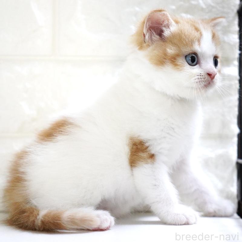 販売中の愛知県のスコティッシュフォールド-133331の4枚目